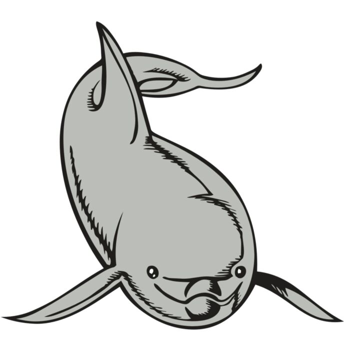 BAW DOLPHIN 02 RC Vignette