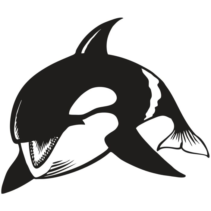 BAW KLRWHALE 04 RC Vignette