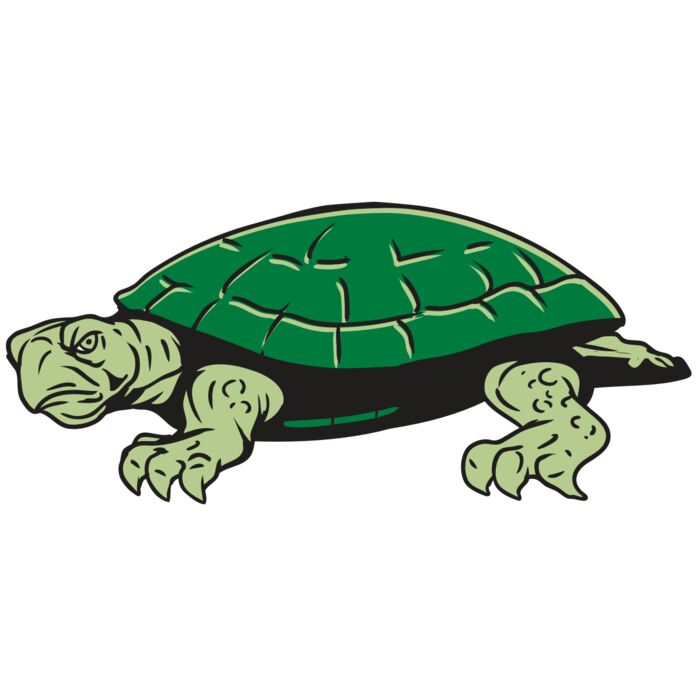 AR32 TURTLE 01 RQC Vignette