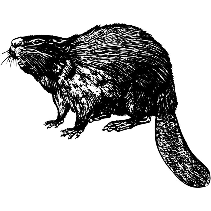 BEAVER02 Vignette