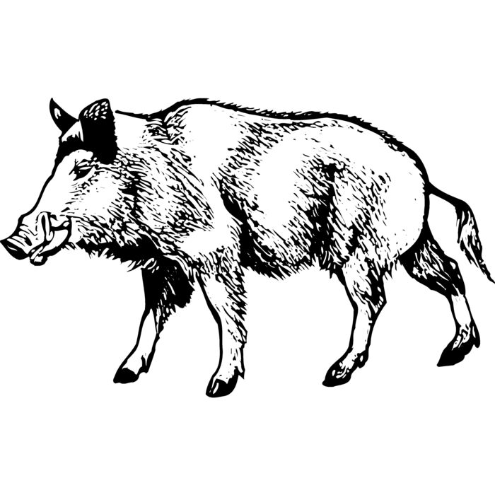 BOAR0001 Vignette