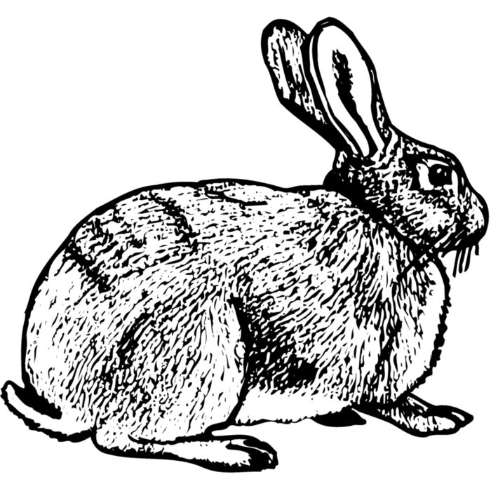 RABB008 Vignette
