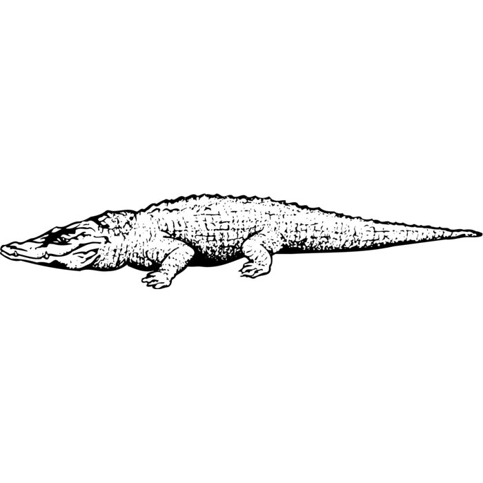 CROC03 Vignette