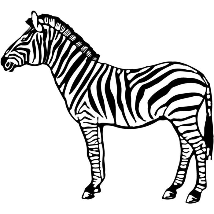 ZEBRA004 Vignette