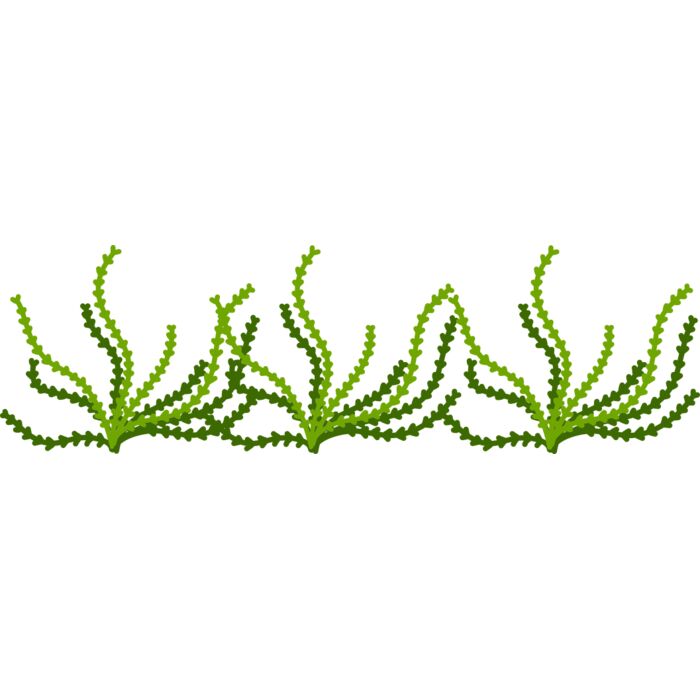 Sea Plant Vignette