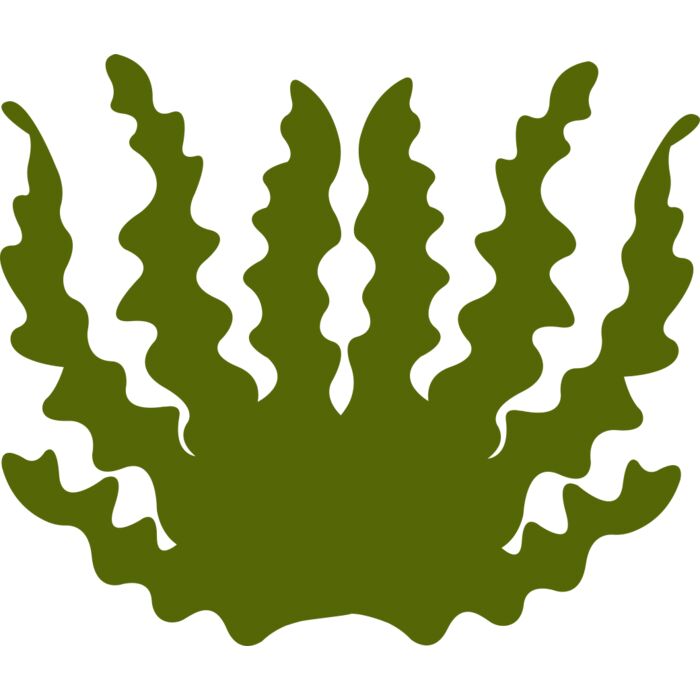 Sea Plant 2 Vignette